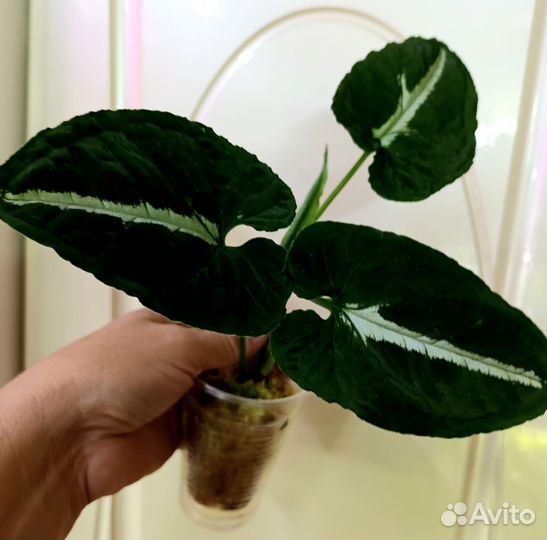 Сингониумы и другие