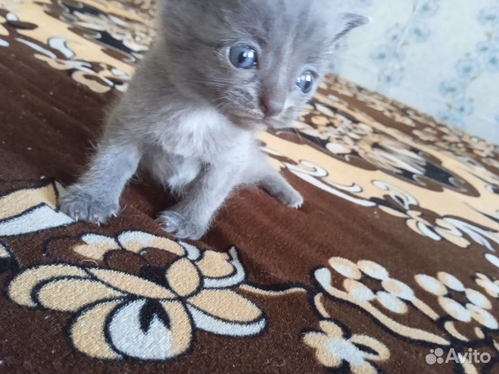 Котята бесплатно
