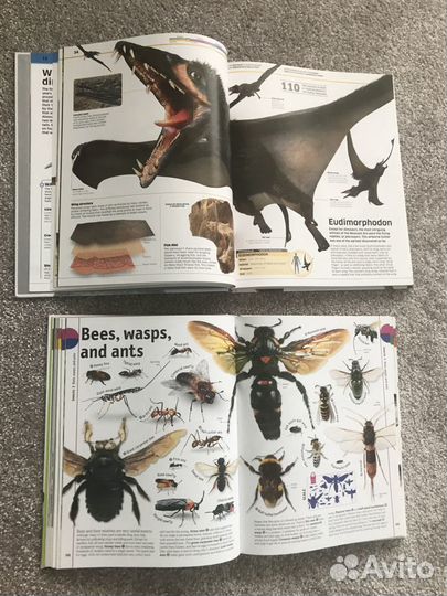 Книги Dinosaur и The Animal Book - энциклопедии