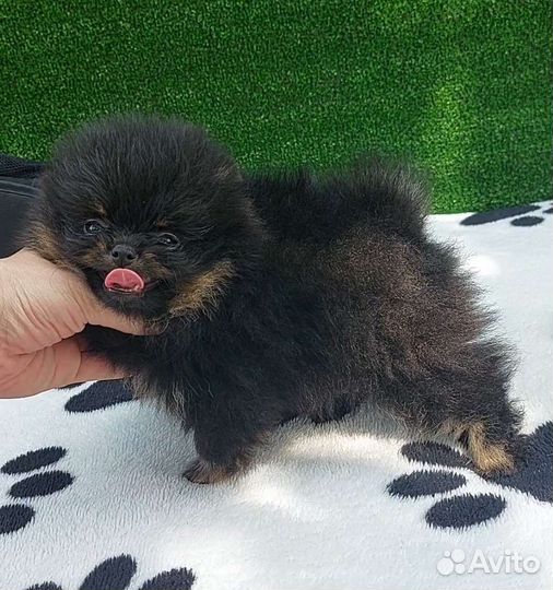 Померанский шпиц мини кукла беби фейс