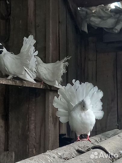 Голуби павлины