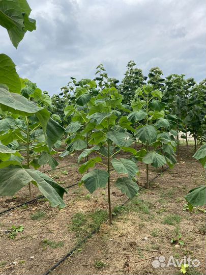 Продаю хвойные и лиственные расстения