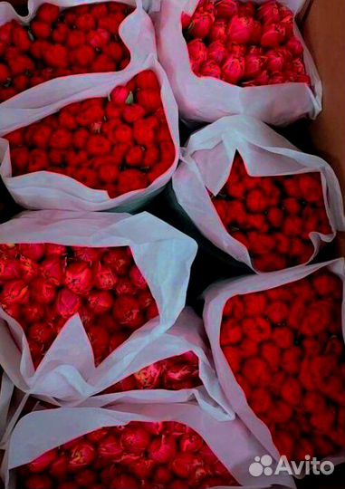 Тюльпаны оптом к 14 февраля