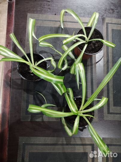 Хлорофитум