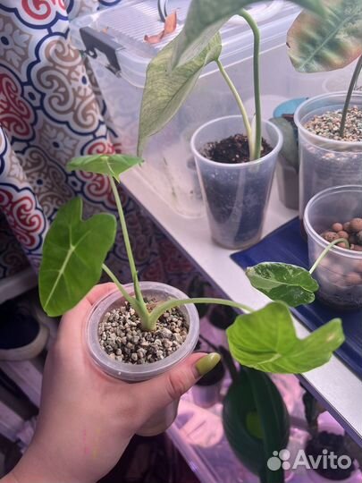 Алоказия фрайдек(мишольца)