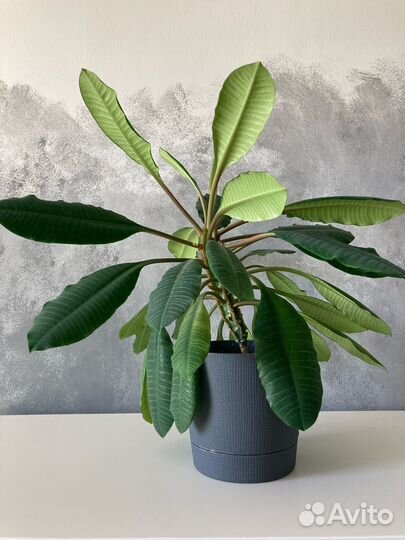 Молочай беложильчатый