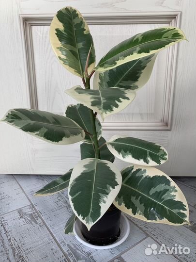 Фикус эластика Тинеке