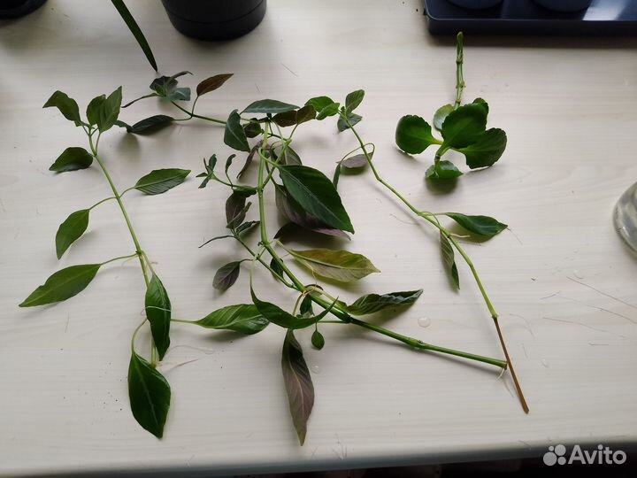 Комнатные цветы отростки