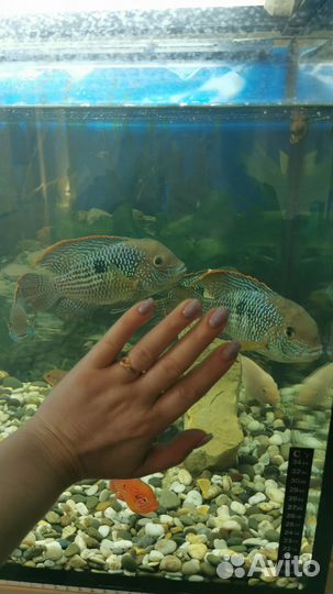 Рыбки цихлиды