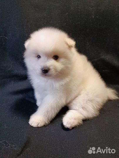 Японский шпиц щенки