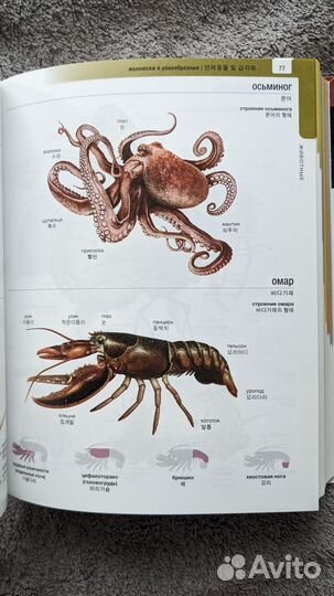 Корейско-русский русско-корейский словарь