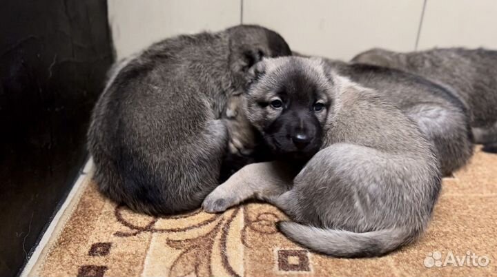 Настоящий Аборигенный Гампр-Щенки Эксклюзив