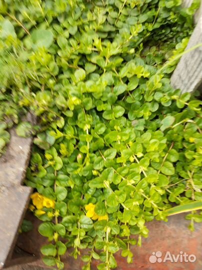 Вербейник монетчатый