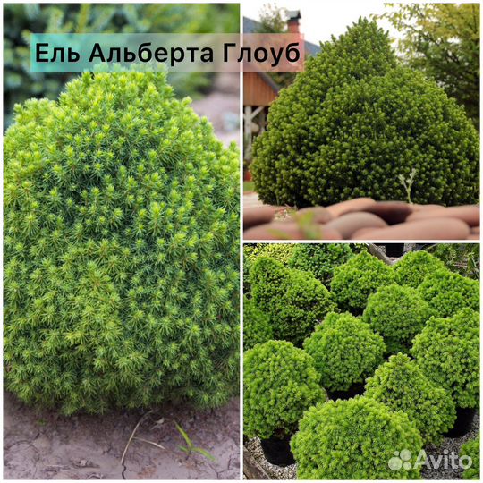 Ель Нидиформис, Литл Джем