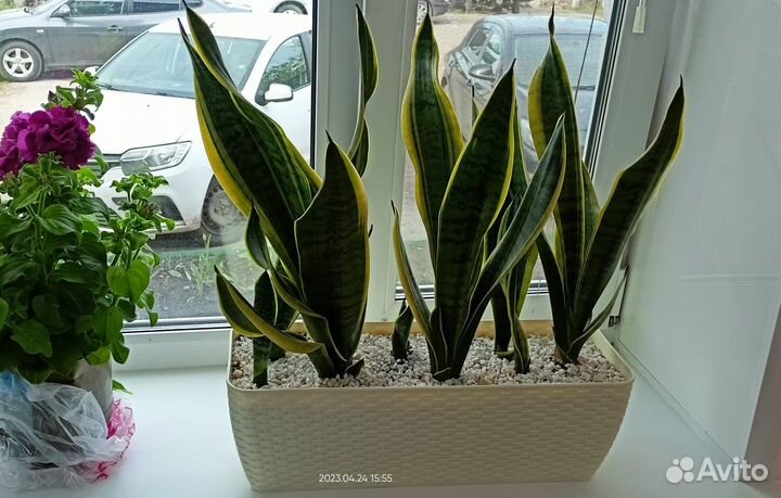 Сансевиерия