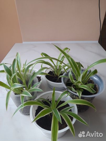 Хлорофитум океан