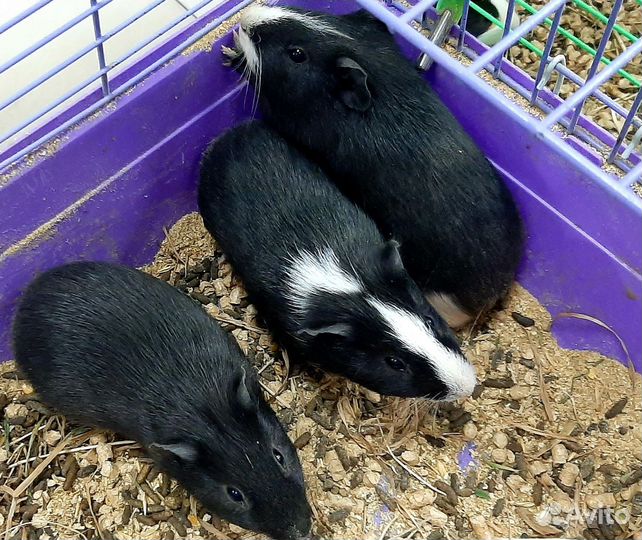 Морские свинки