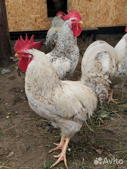 Петухи