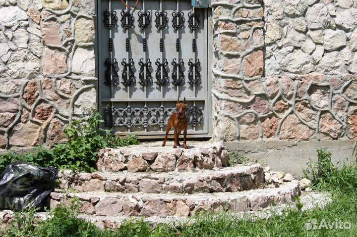 Цвергпинчер щенки