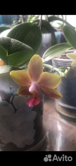 Орхидея фаленопсис желтые mini