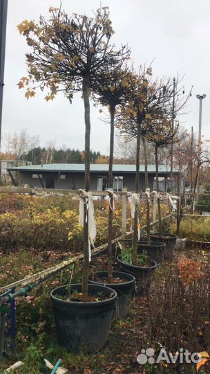 Клен остролистный Acer platanoides Globosum