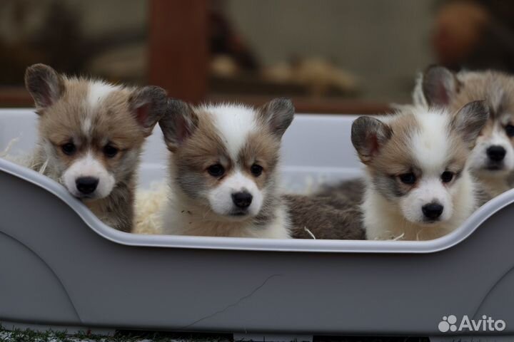 Корги щенки