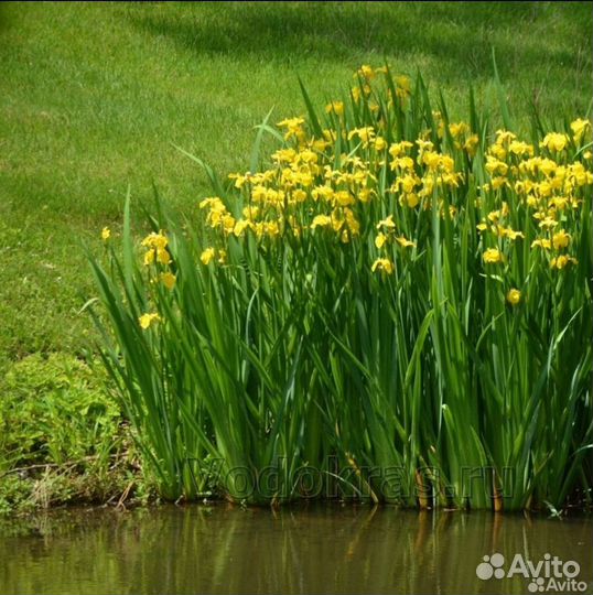 Растения для пруда