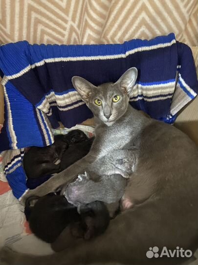 Ориентальные котята