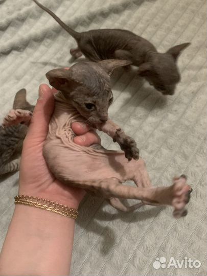 Котята донского сфинкса