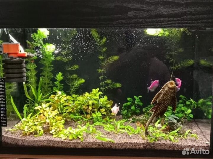 Аквариум