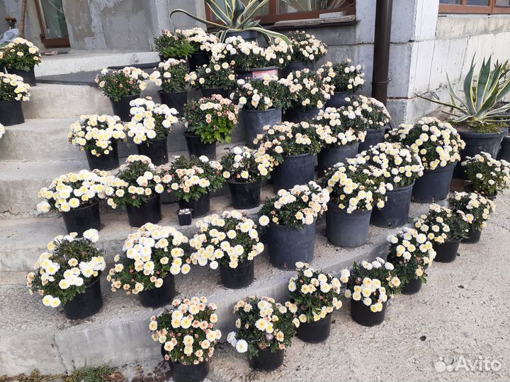 Агава, растения для дома и сада