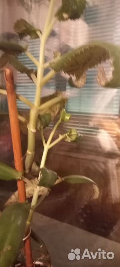 Каланхоэ лечеб ное