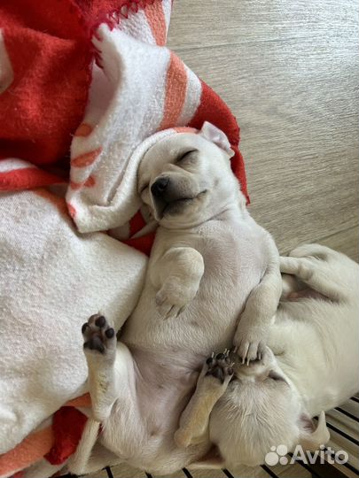 Щенки чихуахуа мальчики