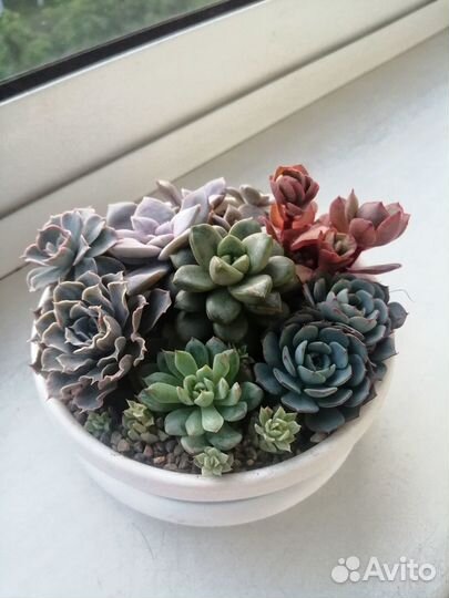Суккуленты (композиция)