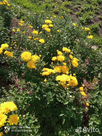 Продам хризантемы