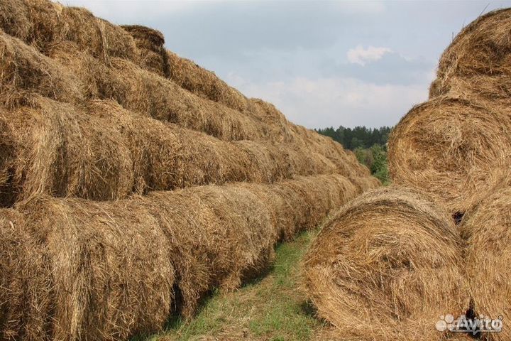 Сено трава люцерна, клевер, костер, эспарцет 2023г