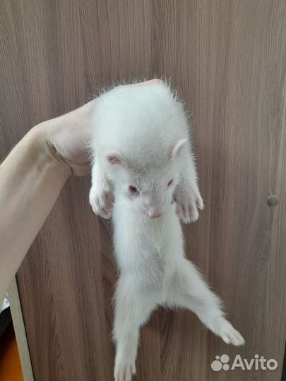 Продам хорят