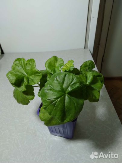 Пеларгония герань сортовая