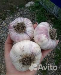 Озимый чеснок и яровой чеснок