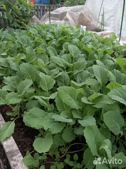 Рассада капусты