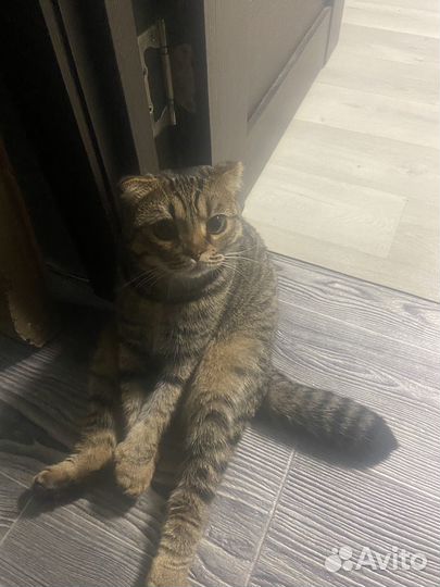 Шотландский кот