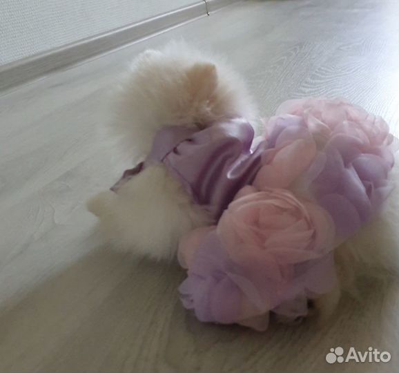 Платье для маленькой собачки до 1- 1.5 кг
