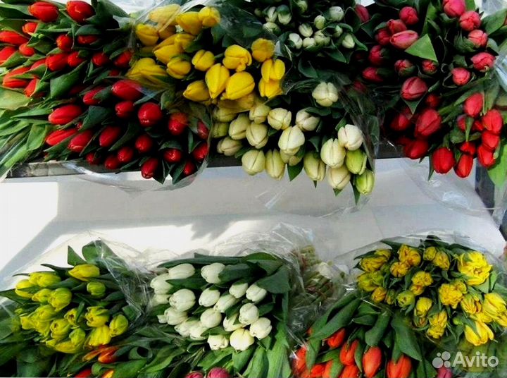 Тюльпаны оптом фиолетовые и другие