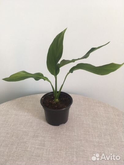 Спатифиллум