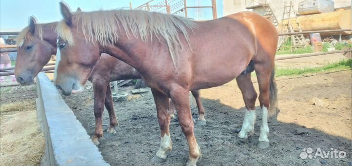 Лошади и жеребята