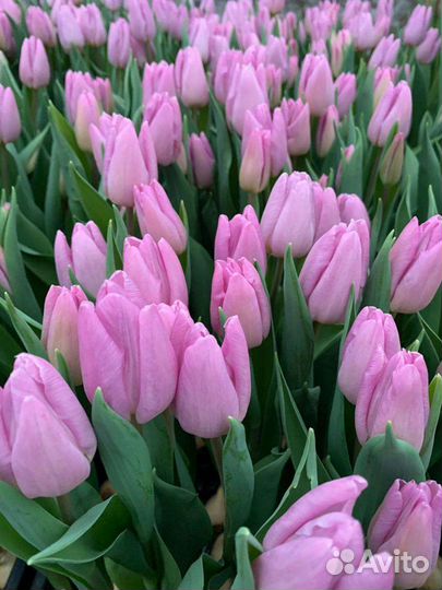 Тюльпаны и розы