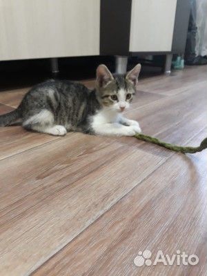 Котёнок в добрые руки