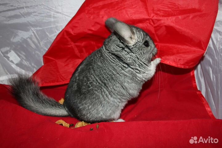 Шиншиллы и шиншиллята