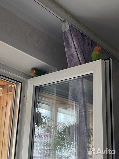 Попугаи неразлучники