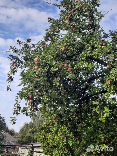 Яблоки и груши